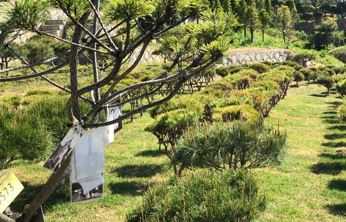 공원묘지 수목장