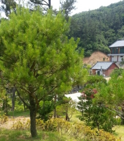 정안수목장 by 하늘동행